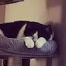 Momof6cats